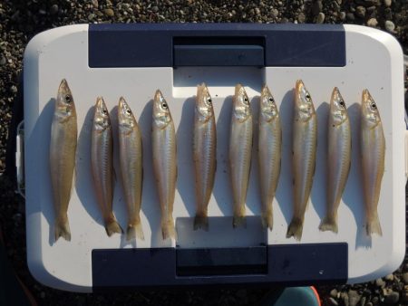 数は釣れたが、良型キスは釣れず