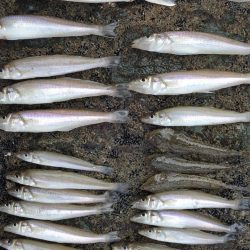 良型を狙ったが