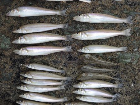 良型を狙ったが