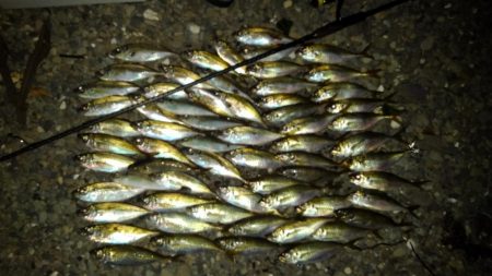 今晩は　アジの数釣り～