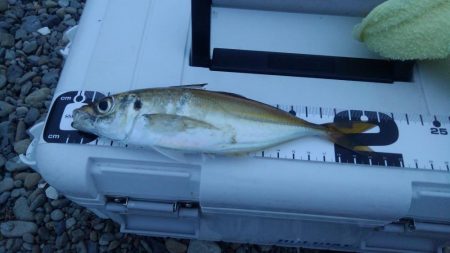 今年はアジ多い。