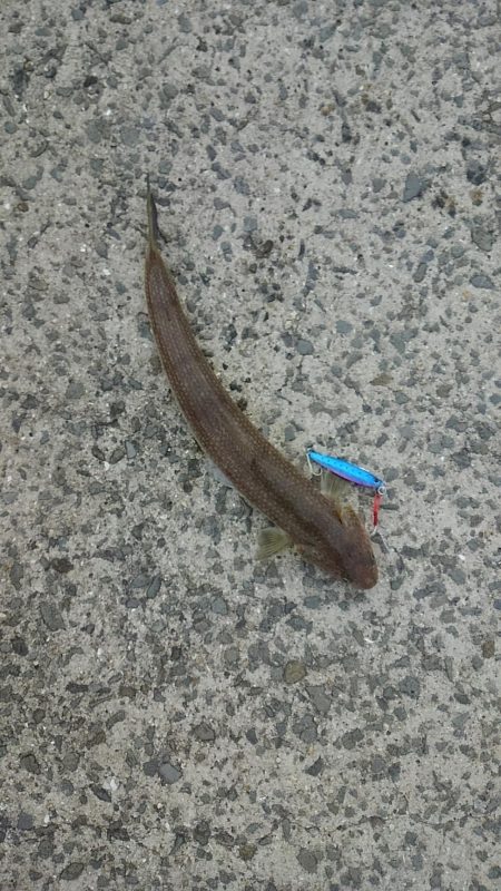 奥の手ショアスロー