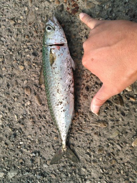 ショアジギング