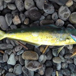 青物はいずこへ(>_<)