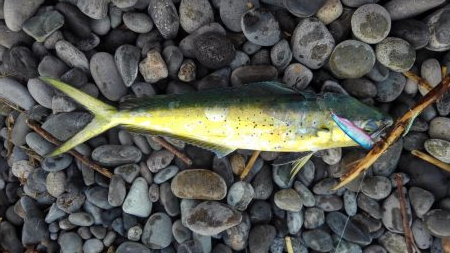 青物はいずこへ(>_<)