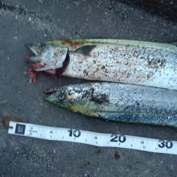 ぶりを求めて‼️