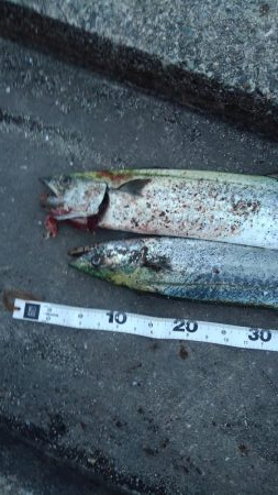 ぶりを求めて‼️…