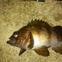 メバルいい感じ!