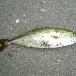 鯵狙いで行ったのですが^^;