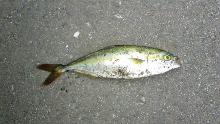 鯵狙いで行ったのですが^^;