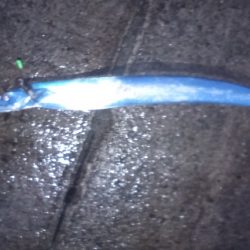 雨風が強い予報だったので太刀魚釣りに変更