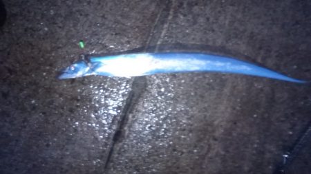 雨風が強い予報だったので太刀魚釣りに変更