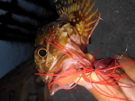 ロックフィッシュ