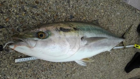 初めてのブリ娘：1メートル超え