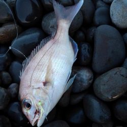 手のひらサイズ(泣)