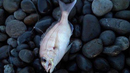 手のひらサイズ(泣)