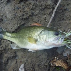 濁りが強い状況