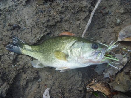 濁りが強い状況