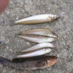 波止は風が強い