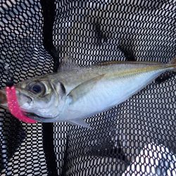 暗くなり始めると気配が急上昇!