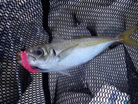 暗くなり始めると気配が急上昇!