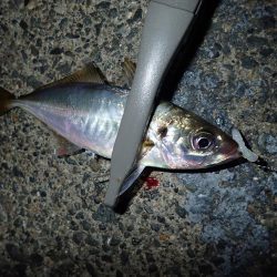 最後の1投が数投続く・・・(笑)