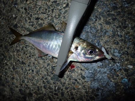 最後の1投が数投続く・・・(笑)