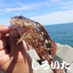 豆アジと小サバにガシラも釣れる。