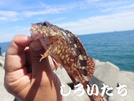 豆アジと小サバにガシラも釣れる。