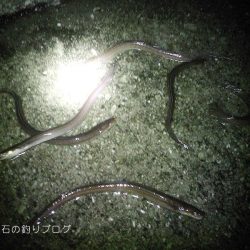 グレ狙い&アナゴ釣り