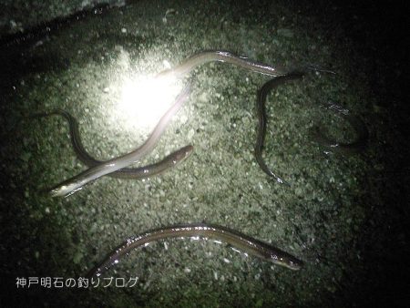グレ狙い&アナゴ釣り