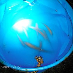 ファミリーでサビキ釣り