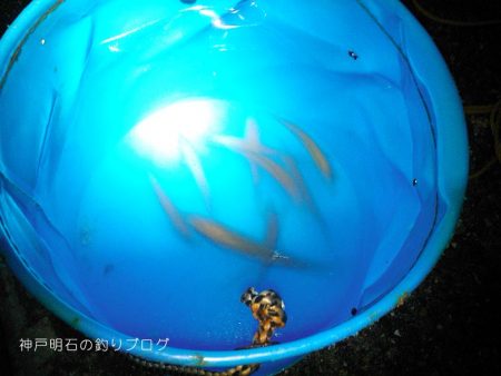 ファミリーでサビキ釣り