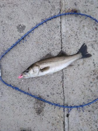 神戸沖堤　シーバス