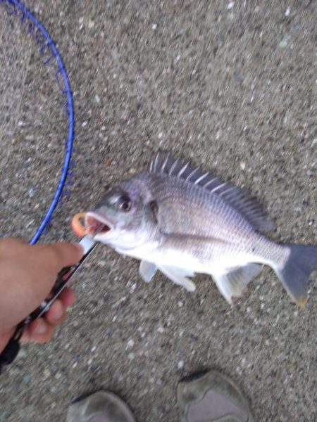 ルアーでキビレ