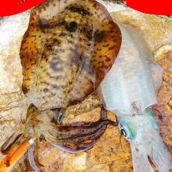 アオリイカ　2杯！