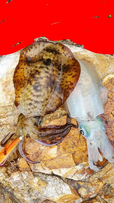 アオリイカ　2杯！