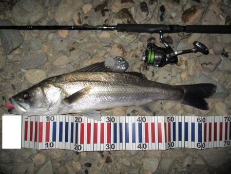 シーバス短時間狙い