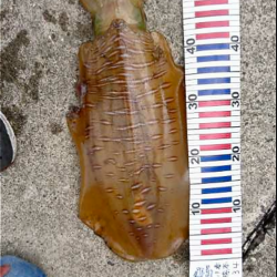 やっと今年の大きいサイズに出くわしました。