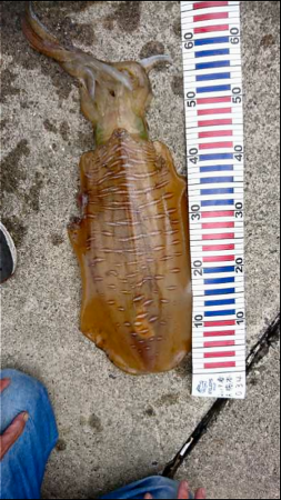 やっと今年の大きいサイズに出くわしました。