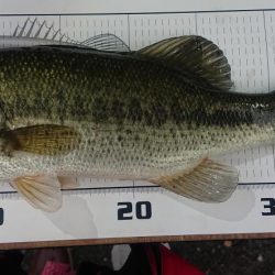 大雨の後の大増水 五三川