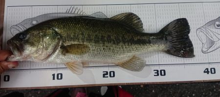 大雨の後の大増水 五三川