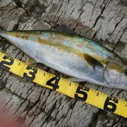 やっと結果が出た