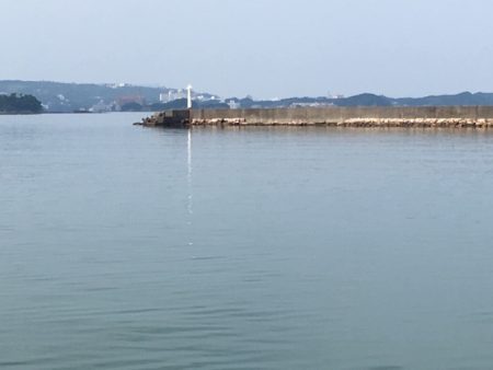 豆アジ、コサバ大漁