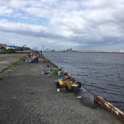 泉南の戻りアジ終了、豆アジだらけ