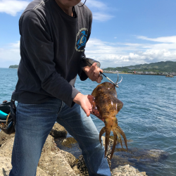 久しぶりのアオリイカ