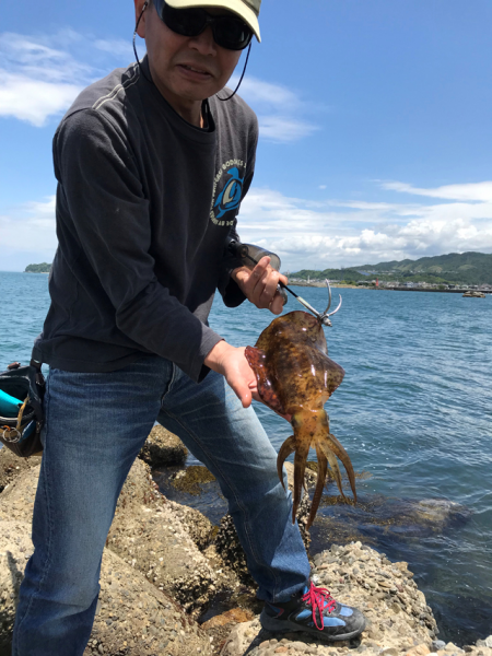 久しぶりのアオリイカ