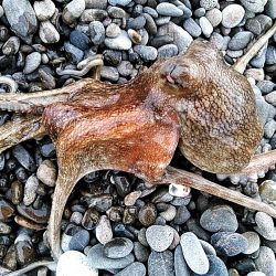 アオリイカは、釣れませんでしたが・・・・・