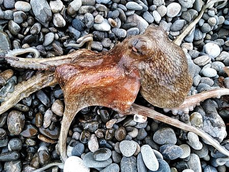 アオリイカは、釣れませんでしたが・・・・・