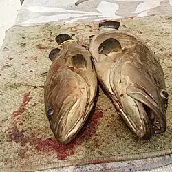 大物釣果速報！●光義丸：平戸市早福港